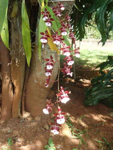 Fotografia intitulada "Orquídea chocolate" por Paulo Gonzalez, Obras de arte originais
