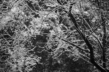 BRANCHES NEIGE