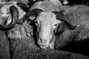 Photographie intitulée "Transhumance n&b" par Nicolas Bernié, Œuvre d'art originale