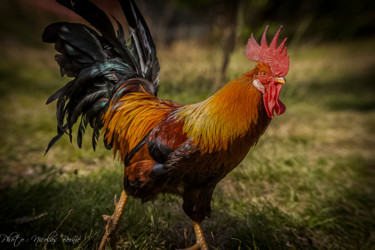 Photographie intitulée "Le Gaulois" par Nicolas Bernié, Œuvre d'art originale