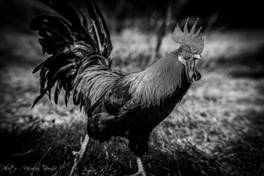 Photographie intitulée "Le Gaulois n&b" par Nicolas Bernié, Œuvre d'art originale