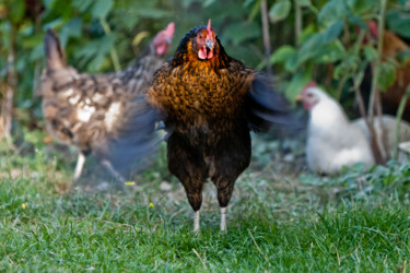 Photographie intitulée "Battement de Poule" par Nicolas Bernié, Œuvre d'art originale