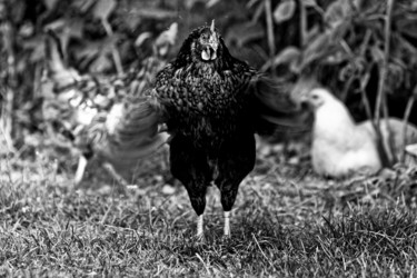 Photographie intitulée "Battement de Poule…" par Nicolas Bernié, Œuvre d'art originale