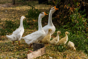 Photographie intitulée "Marco Familly" par Nicolas Bernié, Œuvre d'art originale