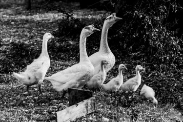 Photographie intitulée "Marco Familly n&b" par Nicolas Bernié, Œuvre d'art originale