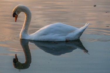 Photographie intitulée "Saturnin" par Nicolas Bernié, Œuvre d'art originale
