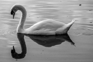 Photographie intitulée "Saturnin n&b" par Nicolas Bernié, Œuvre d'art originale