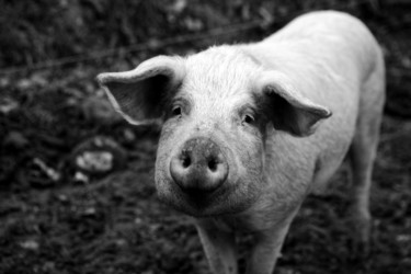 Photographie intitulée "Casper le cochon" par Nicolas Bernié, Œuvre d'art originale