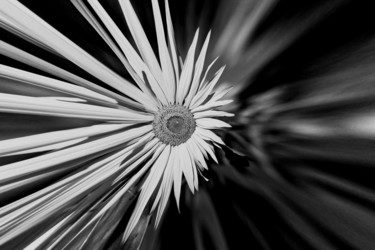 Photographie intitulée "Plexus solaire n&b" par Nicolas Bernié, Œuvre d'art originale