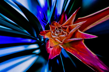 Photographie intitulée "La rose" par Nicolas Bernié, Œuvre d'art originale