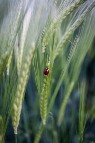 La coccinelle Photographie intitulée "La coccinelle" par Nicolas Bernié, Œuvre d'art originale