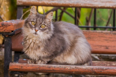 Photographie intitulée "Chat" par Nicolas Bernié, Œuvre d'art originale