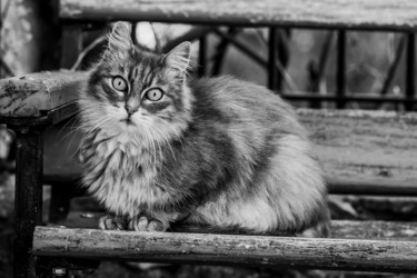 Photographie intitulée "Chat n&b" par Nicolas Bernié, Œuvre d'art originale