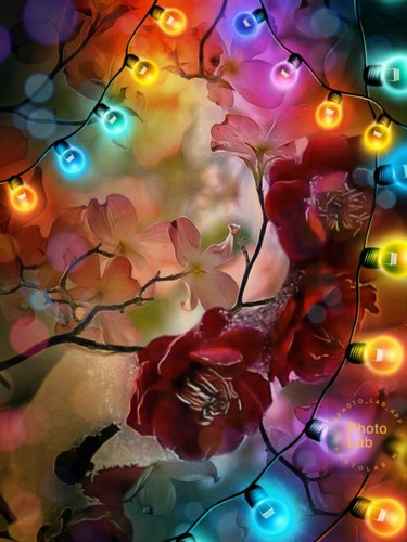Un panaché de fleurs