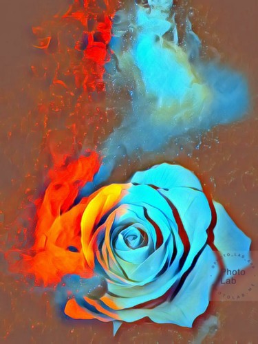 La rose que J aime