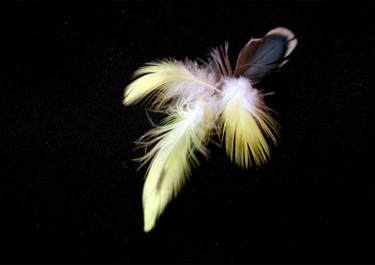 摄影 标题为“Bird von Paradise” 由Vera Boldt, 原创艺术品