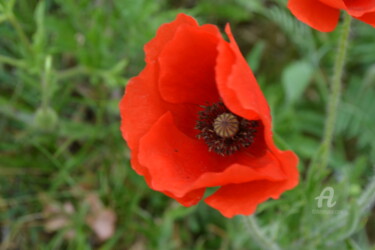 Coquelicot