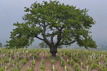 Vigne et arbre Fleurie