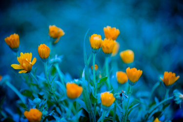 Photographie intitulée "Flowers" par Nicolas Bernié, Œuvre d'art originale