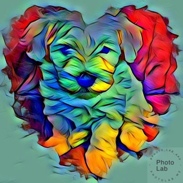Un chien que J aime