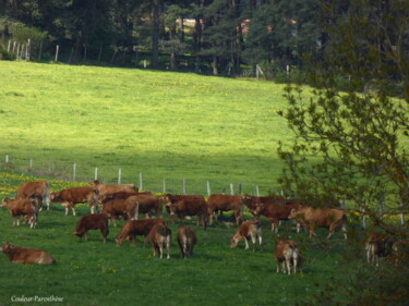 Photographie intitulée "Les vaches couleur…" par Laure Barlet, Œuvre d'art originale
