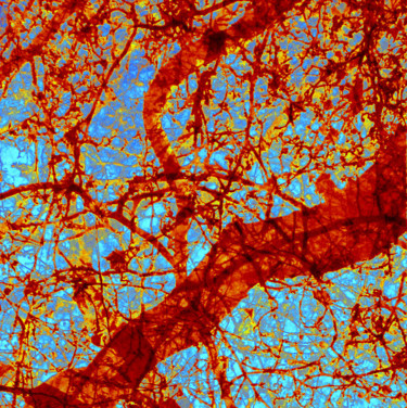 Digitale Kunst mit dem Titel "Brain 3" von Julianna Dávid, Original-Kunstwerk, Andere