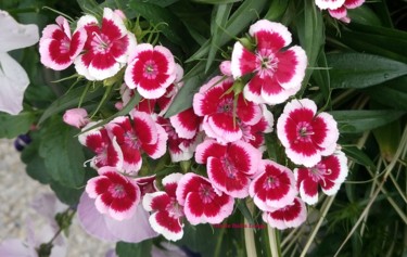 dsc-1329-les-fleurs-photo-2018-de-gisele-dalla-longa.jpg