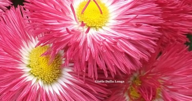 dsc-1326-les-fleurs-photo-2018-de-gisele-dalla-longa.jpg