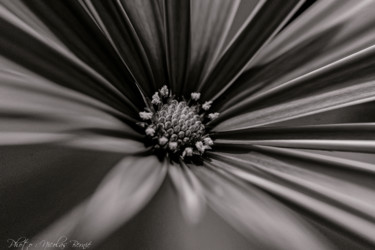 Photographie intitulée "Pistil de fleur" par Nicolas Bernié, Œuvre d'art originale