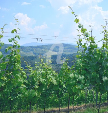Photographie intitulée "Vignes" par Renaud Klumpp, Œuvre d'art originale