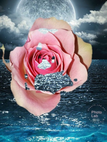 Une jolie rose