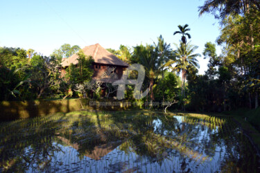 LA MAISON AU BORD DE LA RIZIÈRE