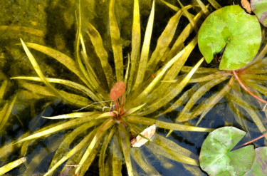제목이 "Plantes aquatiques"인 사진 Catherine Boutin로, 원작, 디지털