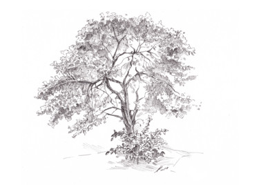 Dessin intitulée "The Old Apple Tree" par Aleksandr Petrunin, Œuvre d'art originale, Encre