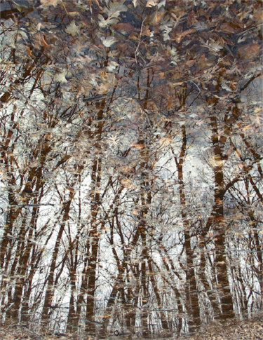 NATURALLY SURREAL VI: "Autumn Oaks" - Med. Canvas Photography titled "NATURALLY SURREAL V…" by Curtis H. Jones, Original Artwork, Digital Photography Mounted on Wood Stretche…