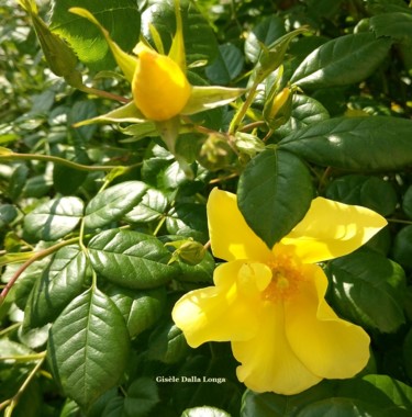les-fleurs-2018-photo-de-gisele-dalla-longa-dsc-0179.jpg