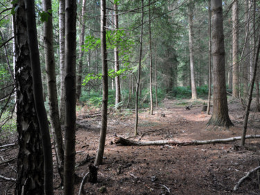 Photographie intitulée "Série forêts 3" par Jean-Michel Armand, Œuvre d'art originale, Photographie numérique