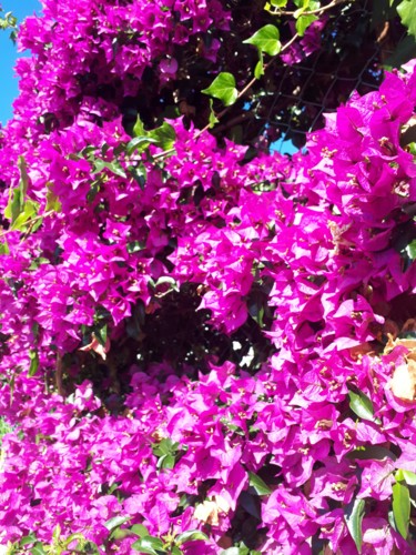 Bougainvillier fleur rose Côte d'Azur Photographie intitulée "Bougainvillier fleu…" par Creasoize, Œuvre d'art originale, Photographie numérique