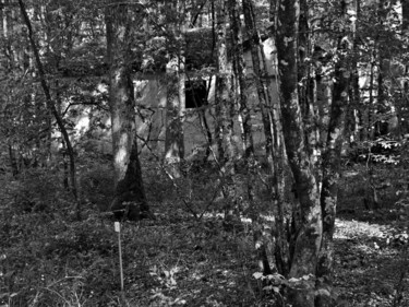 Photographie intitulée "Série Forêts 6" par Jean-Michel Armand, Œuvre d'art originale, Photographie numérique