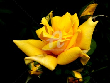 Roses jaune