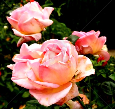 Roses au naturel, belles comme les femmes