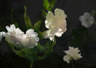 摄影 标题为“Shade - Botanical A…” 由André Pillay, 原创艺术品