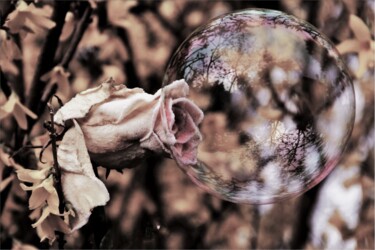 Photographie intitulée "Rose du vent" par Patrick Vincent, Œuvre d'art originale, Photographie non manipulée Monté sur Alumi…