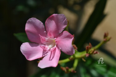 oleander