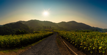 Photography titled "sunflower-1.jpg" by Michael Photography, Original Artwork
