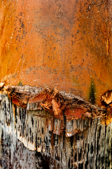 Photography titled "tronc de feu.jpg" by Elisabeth Laplante, Original Artwork, Digital Photography