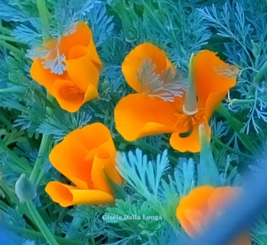 dsc-0172-les-fleurs-2018-photo-de-gisele-dalla-longa.jpg