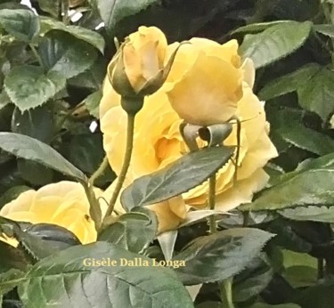 dsc-0443-les-fleurs-photo-11-05-2018-de-gisele-dalla-longa.jpg