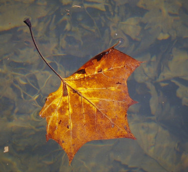 제목이 "The fall of winter"인 사진 Matthew Katt로, 원작