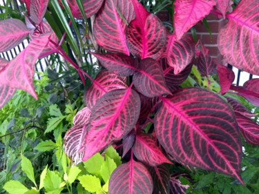 제목이 "Fuchsia Leaves"인 사진 China Alicia Rivera로, 원작
